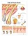 The Human Hair Anatomical Chart