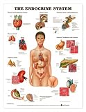 Chart - The Endocrine System