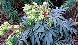 Amazon / Hirt's: Wester Flisk Christmas Rose 6 Seed-Helleborus-Perennial