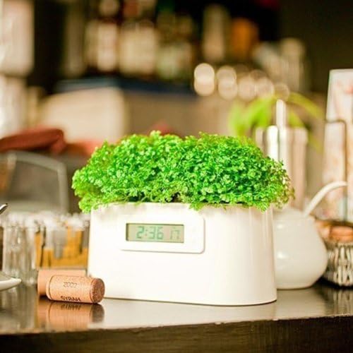 Costdot Creativo Water Plant Powered LCD Screen Plant Station Clock White x1