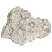 American Educational 3555B Pelecypod Exogyra Oyster Fossil (Pack of 10)