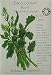 Broccoli Raab Certified Organic Heirloom Seeds 350 Seeds