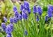 Grape Hyacinth - 24