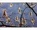 Photographic Prints of Fruits of hornbeam - in winter, from Ardea Wildlife Pets