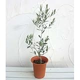 オリーブ：ピクアル6号ポット[塩蔵・オイル兼用種][苗木]