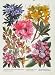 Rhododendron Kalmia Vaccinium Flower Plant Color Print