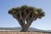 Dracaena Draco ( Drago or Dragon Tree ) in Lanzarote, Spain - 24