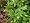Heavenly Bamboo 50 Seeds - Nandina