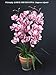 GreatGardensOnline Artificial Large Pink Orchid in Terracotta Pot GGOAP65