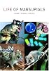 Life of Marsupials