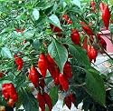 Hot Paper Lantern Habanero Pepper 15 Seeds