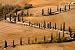 Wallmonkeys Peel and Stick Wall Decals - La Foce, Zypressenallee im Herbst, Val D Orcia, Toskana, It