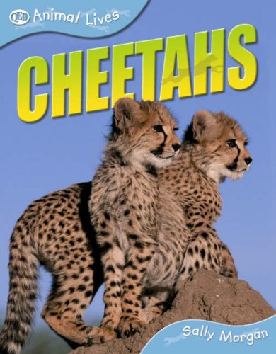 Cheetahs
