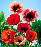 51p7iVu89IL. SL160  Oriental Poppy Seeds