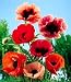 Mixed Oriental Poppy 100 Seeds