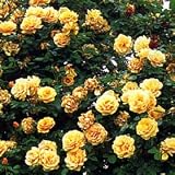 ��o���F�o�^�[�X�R�b�`��c[�l�G�炫]