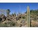 Photographic Prints of Saguaro Desert - showing mixed cactus vegetation from Ardea Wildlife Pets