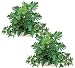 TWO 15" English Ivy, Pothos, Split Philo Mixed Artificial Home Decor Plant