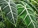 Colocasia Leaves - 24