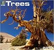Trees 2010 Wall Calendar