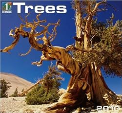 Trees 2010 Wall Calendar