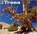 Trees 2010 Wall Calendar