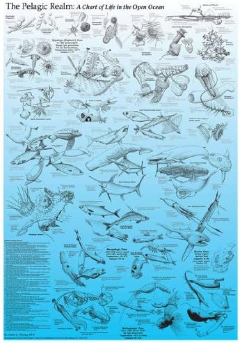 "The Pelagic Realm" Poster