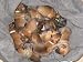 Dog Breeds: Dog Breed Profiles and Tips for Buying a New Dog