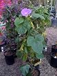 Blue Dawn Morning Glory Vine One Gallon Plant