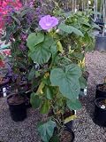 Blue Dawn Morning Glory Vine One Gallon