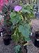 Blue Dawn Morning Glory Vine One Gallon by Monrovia Growers
