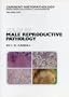 Atlas of Male Reproductive System Pathology (Current Histopathology)