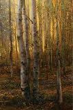 Into The Forest II by Jennie Tomao, 30x43