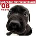 Labrador Retriever Black 2008 Square Wall Calendar