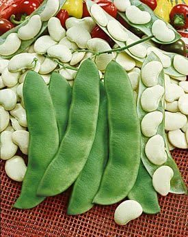 Heirloom Henderson's Bush Lima Butter Bean Seeds - 1 LB by American Meadows