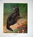 1902 THORBURN POLECAT MUSTELA PUTORIUS MAMMALS COLOUR Image