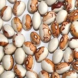 平成23年 北海道産 虎豆 【500g】 TORA
