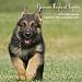 German Shepherd Puppies 2011 Calendar MGDOG30