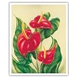 BUY : Anthurium II, Red Tropical Flowers by Ted Mundorff - Vintage Hawaiian Art Poster Print - 16" x 20"
