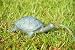 Turtle Garden Spitter