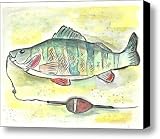 Yellow Perch Canvas Print / Canvas Art - Artist Matt Gaudian