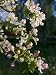 Apple Blossom Flowers on an Apple Tree Photographic Poster Print, 12x16