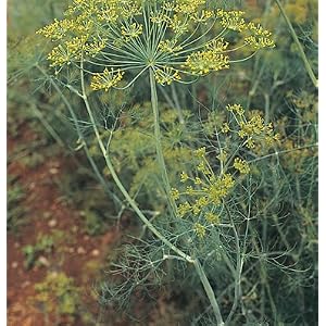 Herb Dill Bouquet Seeds Packet
