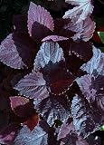 Giant Exhibition Palisandra Coleus 10 Seeds-Indoors/Out