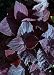 Giant Exhibition Palisandra Coleus 10 Seeds