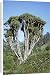Canvas Prints of Jlmo-2660 Dragon Tree from Ardea Wildlife Pets