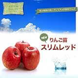 リンゴ “スリムレッド” 3年生 接ぎ木 大苗 果樹苗木 果樹苗 りんご【ヤマト不可】【北海道・沖縄・離島不可】