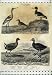 1811 Bird Fulica Coot Oyster-Catcher Avocet Ornithology