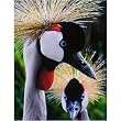 Springbok Crowned Cranes 500 Piece Jigsaw Puzzle