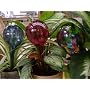 Watering Globes Small Size 1 for small plants